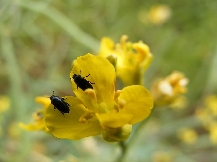 beetle, flower, yellow, flowering plant, fragility, vulnerability HD wallpaper