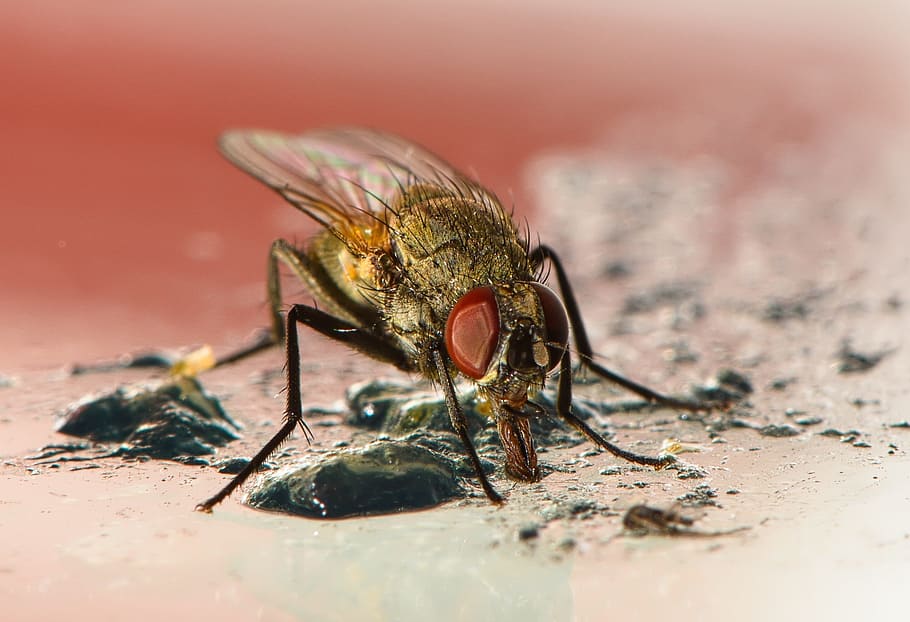 fly, macro, feeding, insect, wings, food, nature, head, eyes HD wallpaper