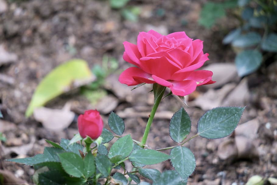 flower, nature, plant, leaf, garden, rose, petal, flower's HD wallpaper