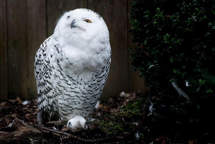 closeup photo of snowy owl, Harry Potter, Bird, feather, animal