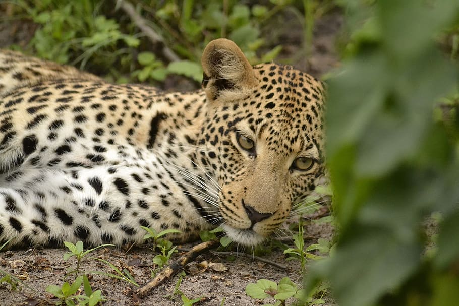 wildlife, leopard, botswana, animal themes, feline, big cat HD wallpaper