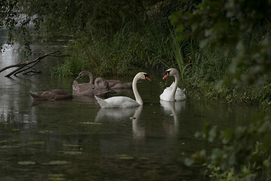 Swans, two swans on water, lake, white, gray, tree, animals in the wild HD wallpaper