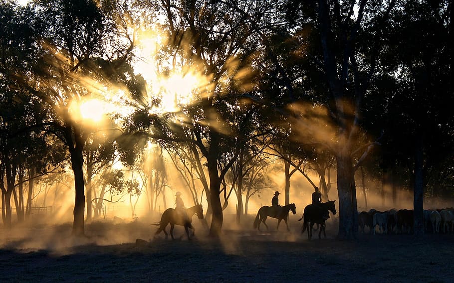 sunlight through trees, cowboys, herding, horses, horseback, riding, HD wallpaper