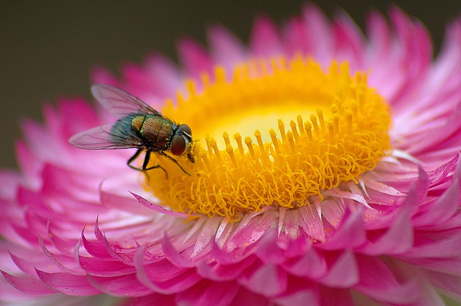 macro, fly, flower, pink, insect, invertebrate, flowering plant HD wallpaper