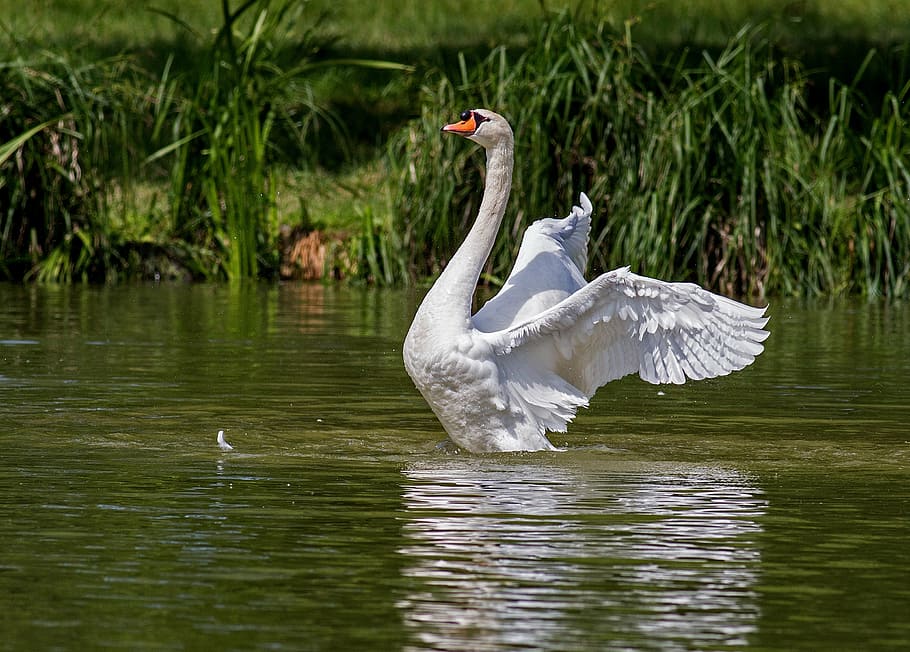 white duck in the water during daytime, swan, water bird, animal, HD wallpaper