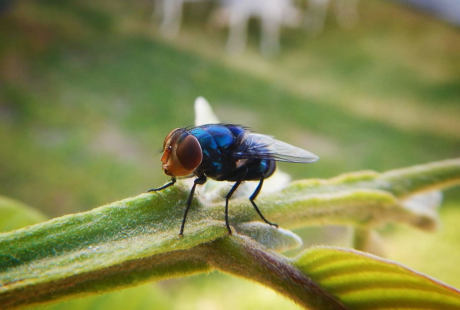 fly, insect, flying, diptera, nature, invertebrate, animal themes HD wallpaper