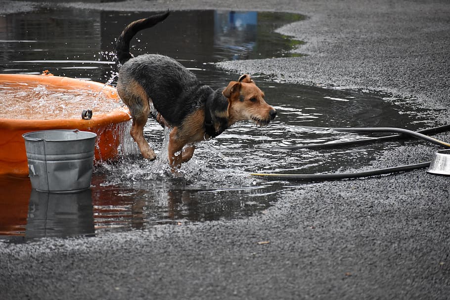 wet, outdoors, dog, one animal, pets, domestic, animal themes HD wallpaper