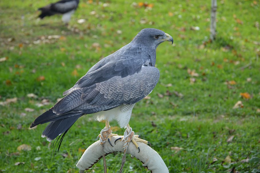 hawk, predator, hunter, raptor, bird, animal, vertebrate, animal themes HD wallpaper
