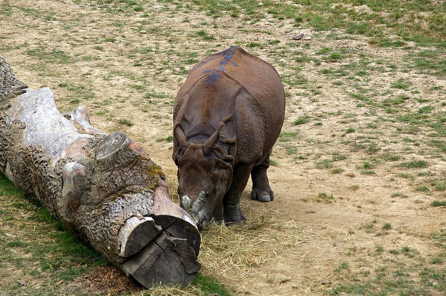 Zoo, Animals, Tree, Water, Park, animal park, nature, herd HD wallpaper