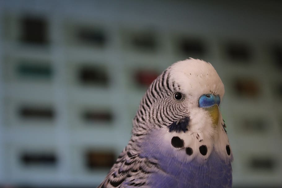 budgie, blue, parakeet, pet, bird, plumage, feather, beak, chirp