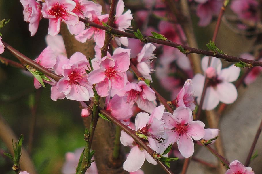 flower, branch, tree, flora, nature, petal, blooming, bud, growth HD wallpaper