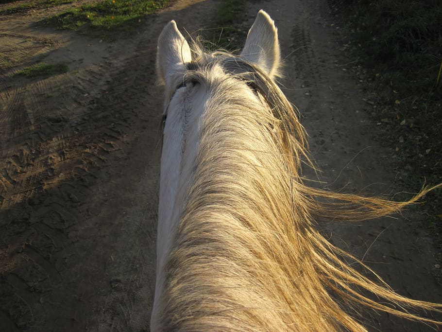 white horse, dapple, mane, sun, wind, ride, attention, ears HD wallpaper