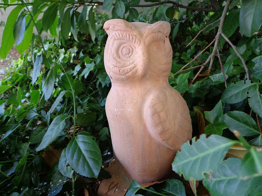 owl, know, wisdom, protection, northeast, south east, finance HD wallpaper