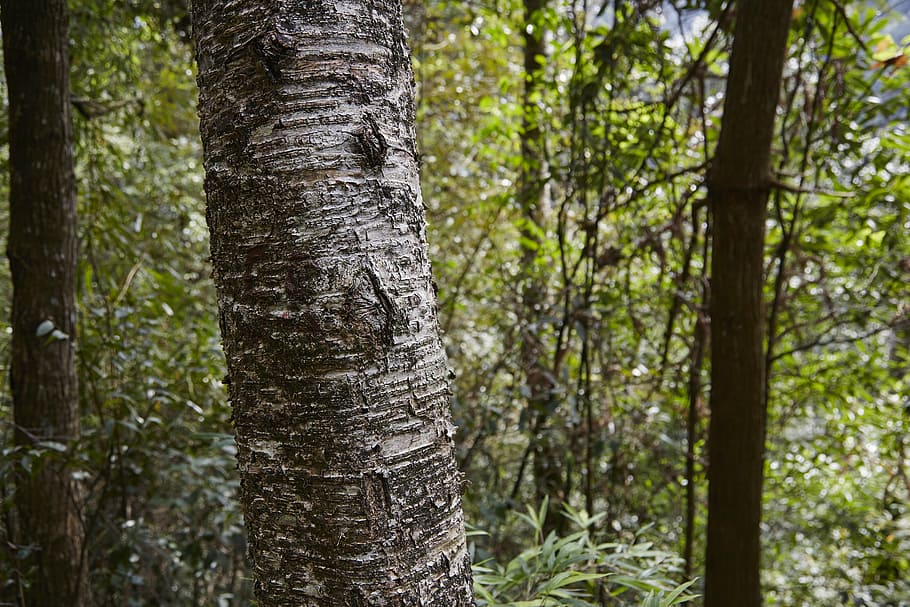 forest, tree, the scenery, tree trunk, plant, land, nature HD wallpaper