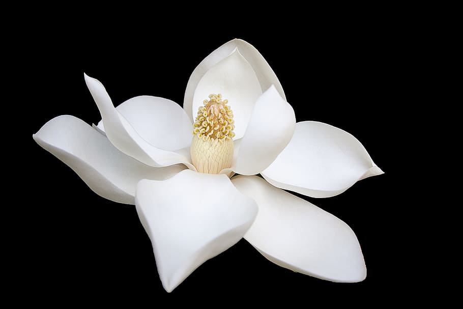 dark, white, flower, bloom, petals, nature, black background HD wallpaper
