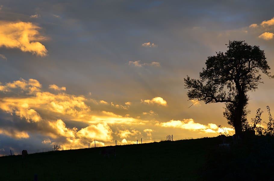 Tree, Sunset, Silhouette, Mood, nature, sky, dusk, cloud - Sky HD wallpaper