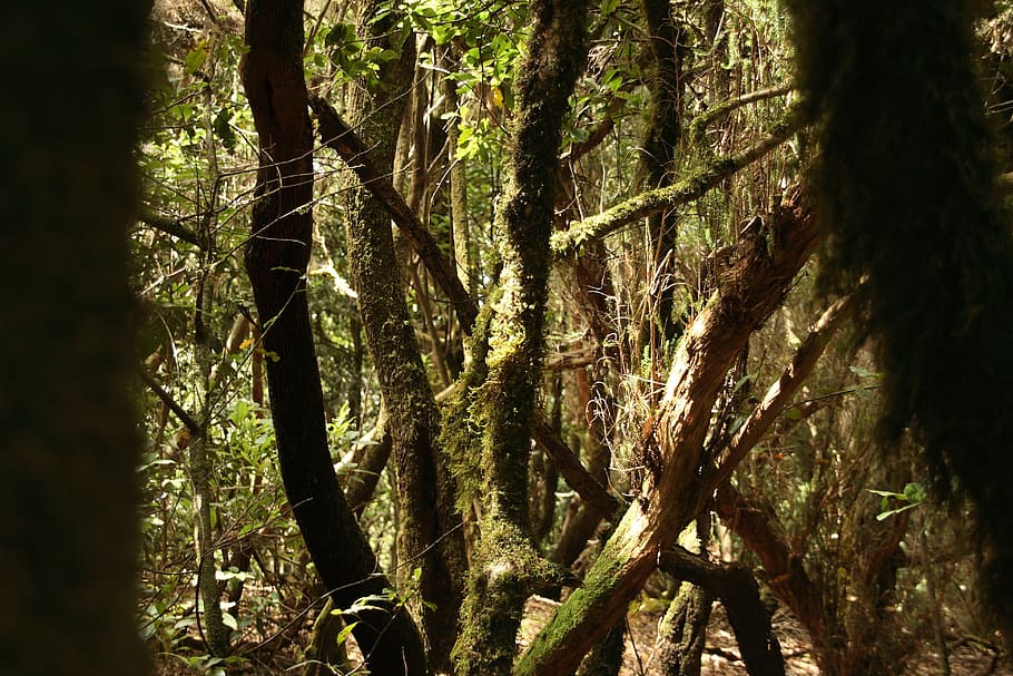 Forest, Spooky, Laurel, Haunting, Light, moss, overgrown, trees HD wallpaper