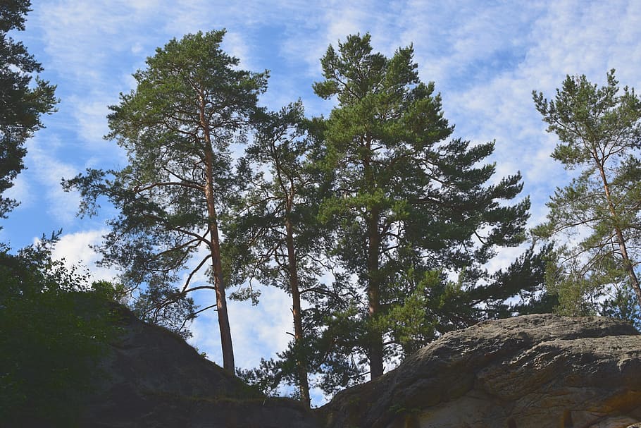 landscape, sand stone, pine, rock, sky, clouds, feuerland, tree HD wallpaper
