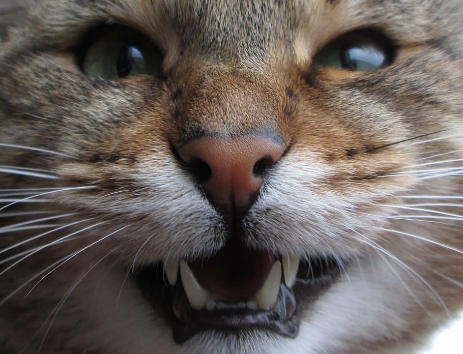cat, rage, beast, teeth, animal themes, one animal, mammal HD wallpaper