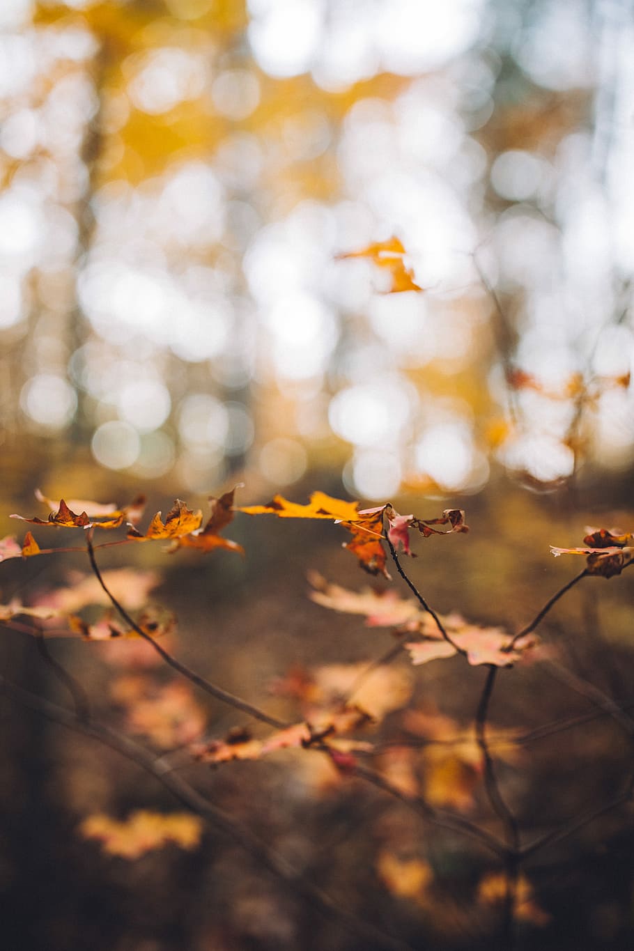 maple leaves in shallow focus, maple plant, leafe, autumn, branch HD wallpaper