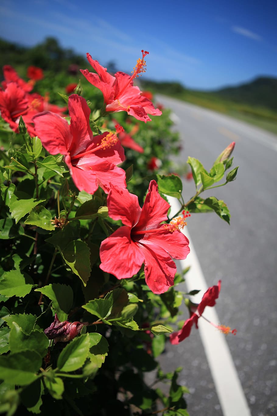 Taiwan, East Coast, Road, Blue Sky, the east coast, flowers, HD wallpaper