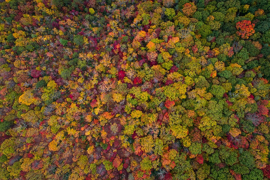 Forest in the fall, assorted leafed plants, season, autumn, tree HD wallpaper