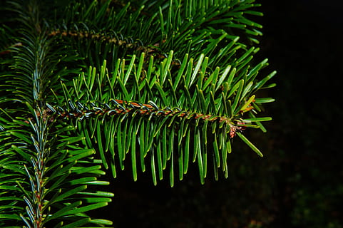 fir, pine needles, periwinkle, winter, tannenzweig, branch HD wallpaper