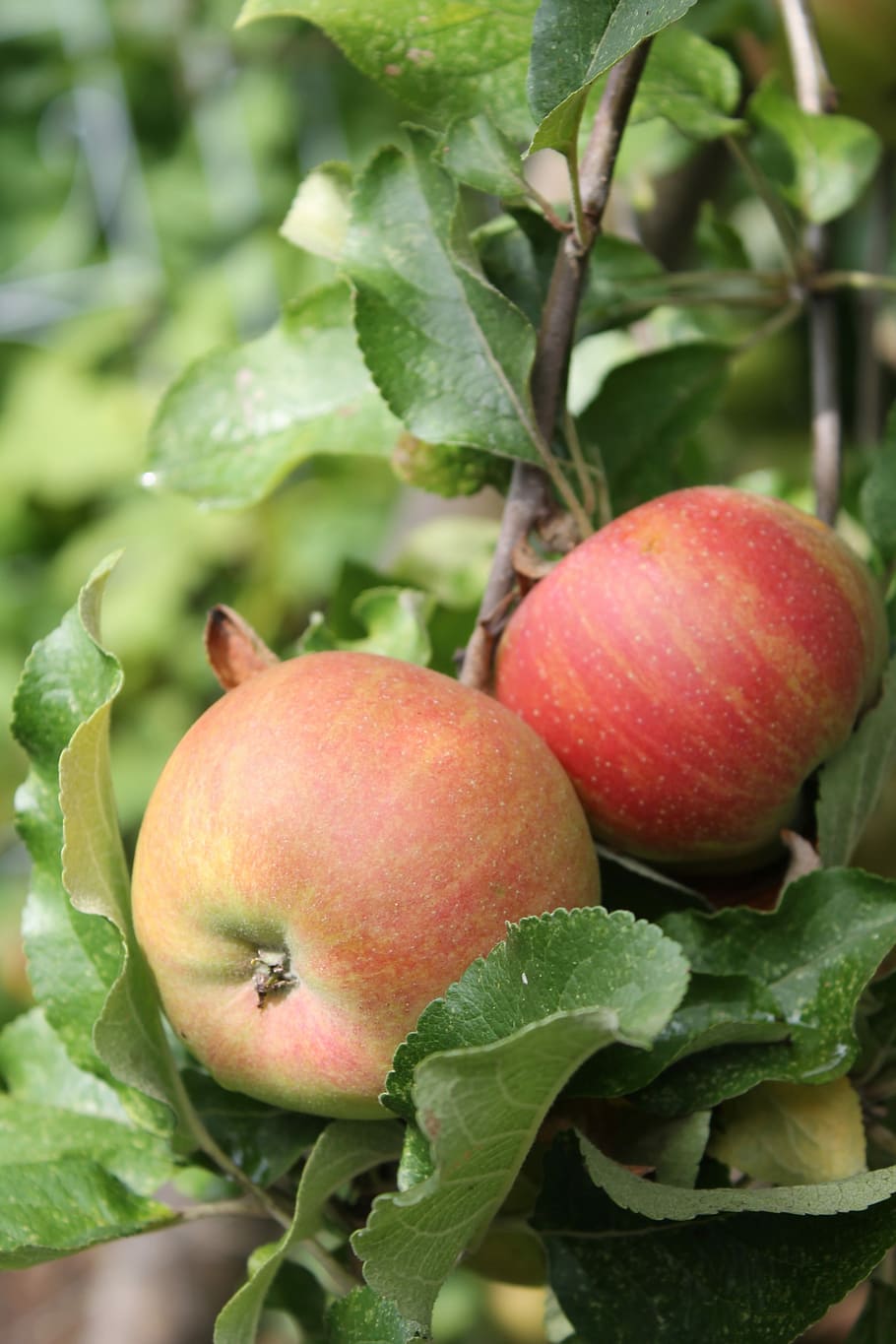 Apple Tree, Red, Green, Summer, garden, fruit, food, agriculture HD wallpaper