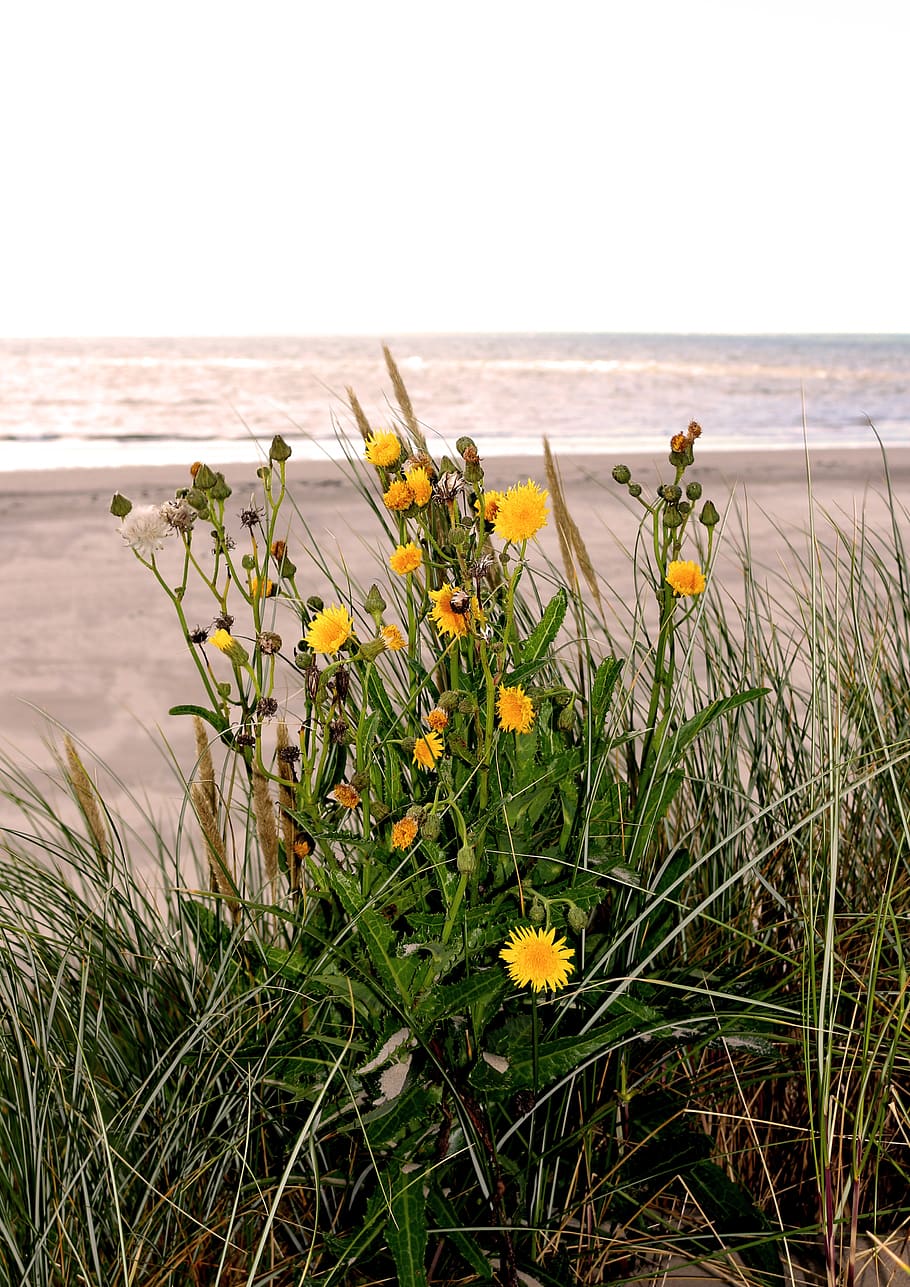 HD wallpaper: sea, most beach, flowers, sand beach, plant, flowering ...