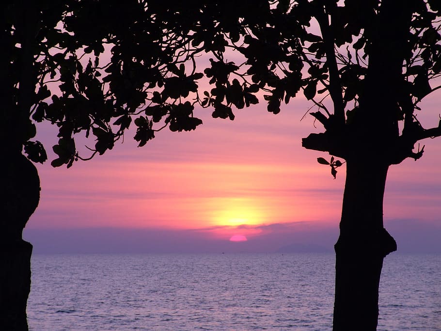 Sunset, Sea, Evening, Silhouette, nature, tree, sky, landscape HD wallpaper