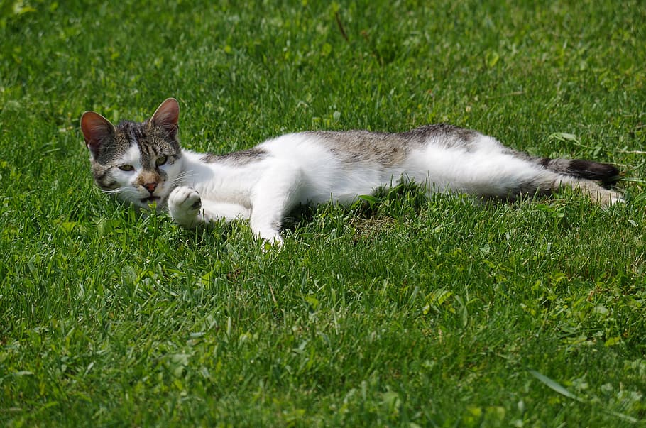 cat, strakatá, rest, pets, animal, grass, domestic, animal themes HD wallpaper