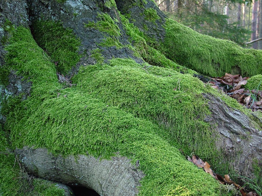 green grass growing on tree roots, moss, nature, plant, green color HD wallpaper