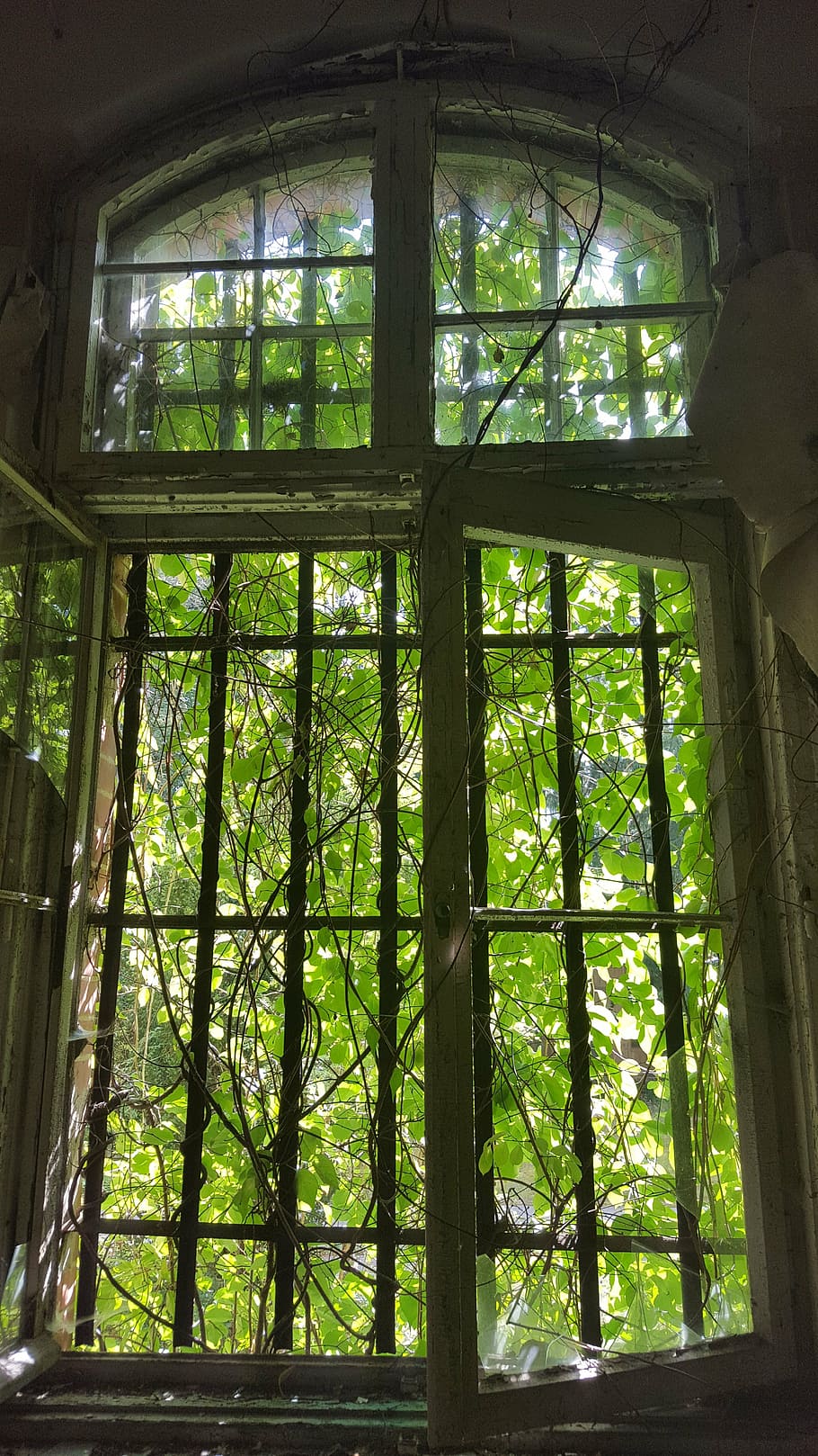 urbex, window, beelitz heilstätten, hospital, abandoned, old