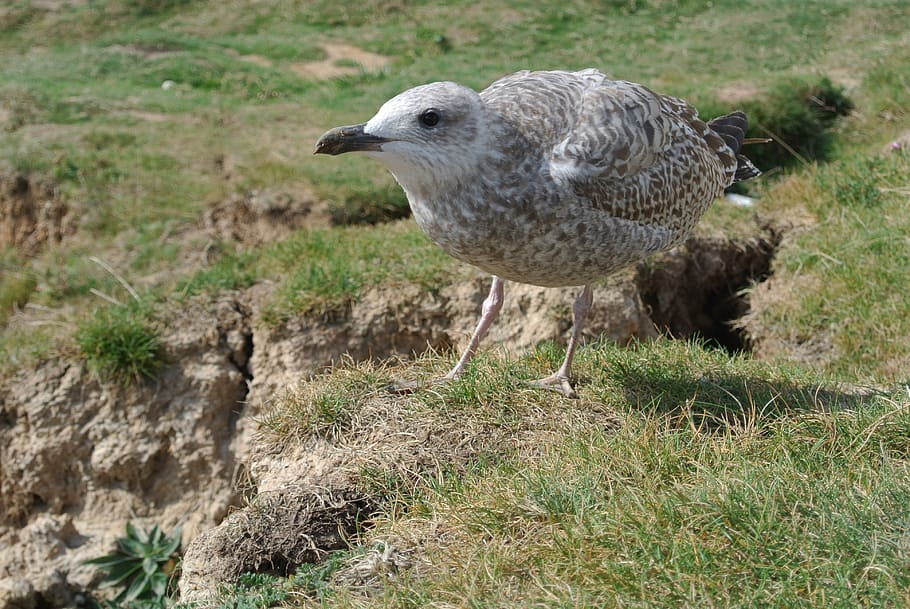 seagull, young, inquisitive, curious, bird, nature, animal HD wallpaper