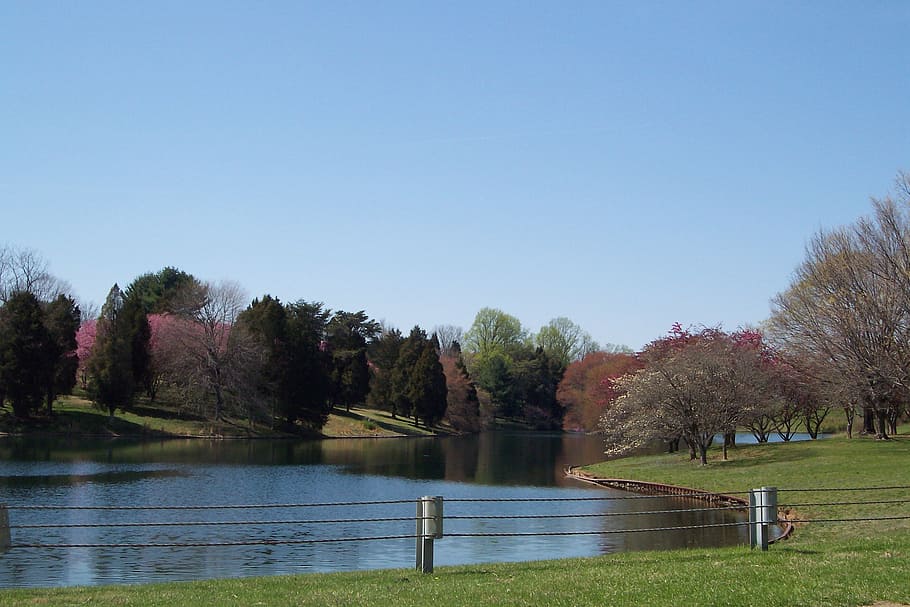 pond, park, calm, summer, lake, water, nature, outdoor, sky HD wallpaper