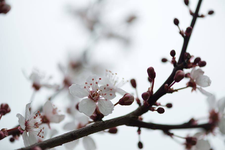 spring, flower, nature, green, plant, white, blossom, floral HD wallpaper