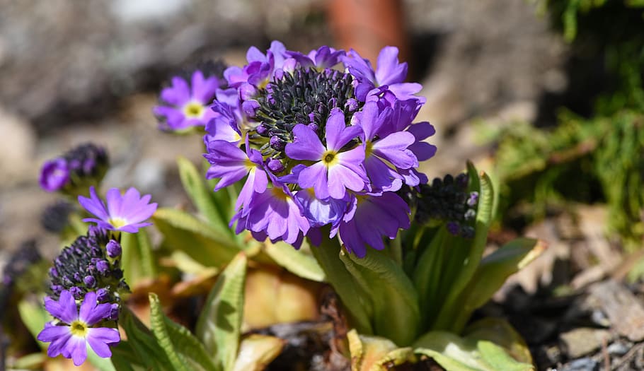 primrose, drumstick, spring, garden, early bloomer, spring flower HD wallpaper