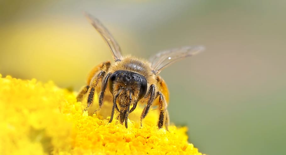 insect, plant, nature, invertebrate, animal, animal themes HD wallpaper
