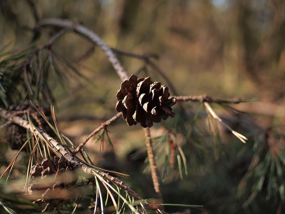 forest, spring, hogs veluwe, netherlands, tree, branch, pine tree HD wallpaper