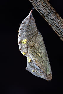 shallow focus photography of gray and green cocoon, chrysalis HD wallpaper
