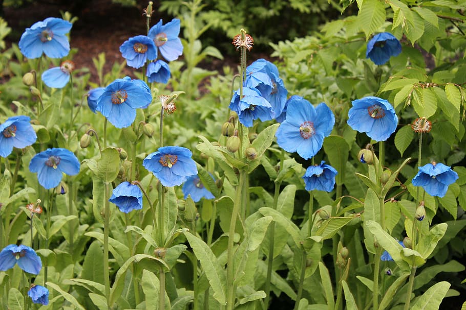 blue petaled flowers, poppy, poppies, meconopsis, himalayan, nature, HD wallpaper