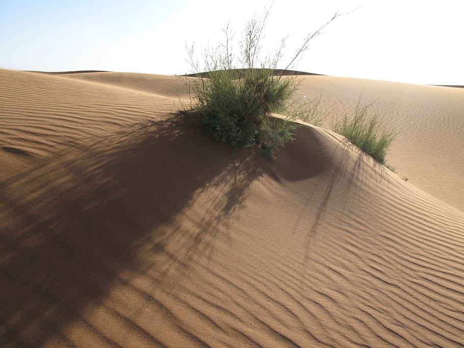 sand, desert, dry, landscape, dune, grass, morocco, live, sand dune HD wallpaper