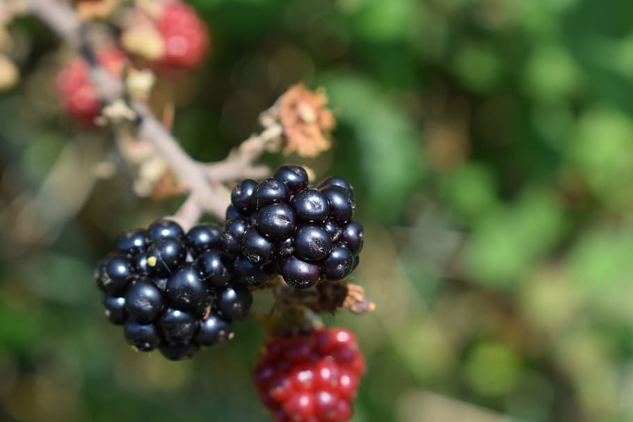 Bramble fruit 1080P, 2K, 4K, 5K HD wallpapers free download | Wallpaper