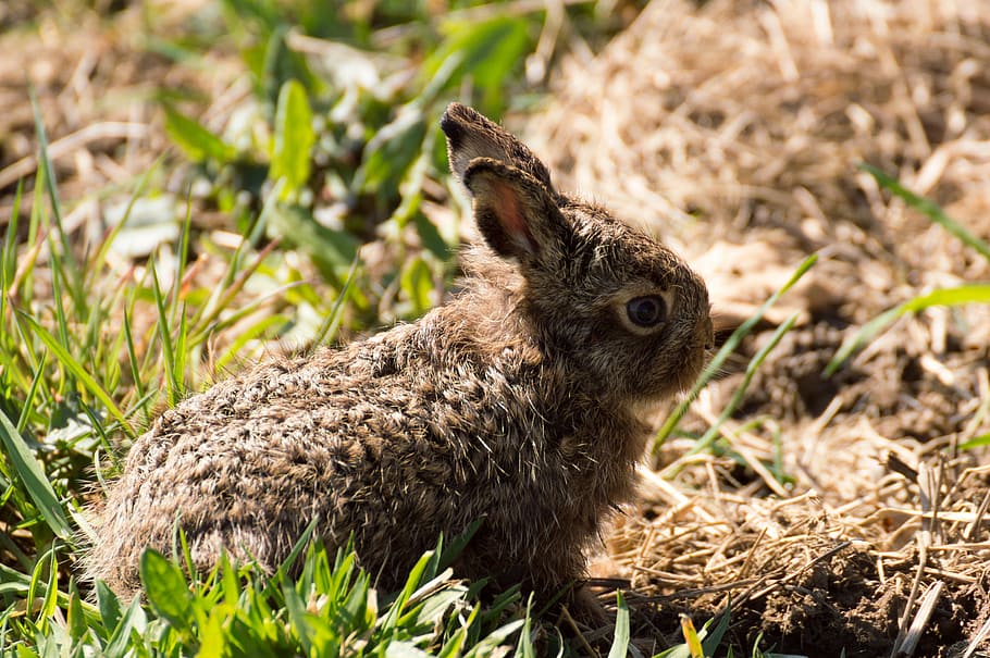 hare, easter bunny, rabbit, hare baby, rabbit baby, wild animal HD wallpaper
