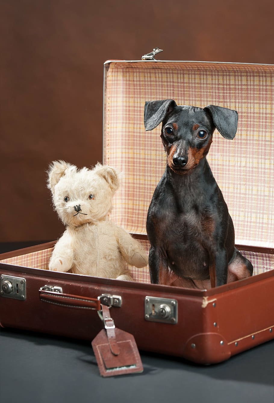 adult black and tan mini pinscher beside beige bear plush toy HD wallpaper