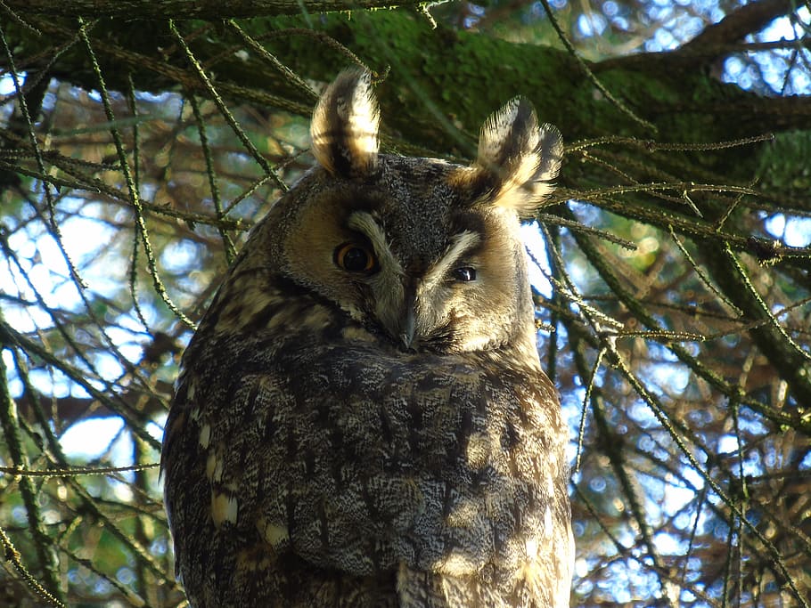 Eagle Owl, Bubo Bubo, Forest, Bird, night active, nature, animal HD wallpaper