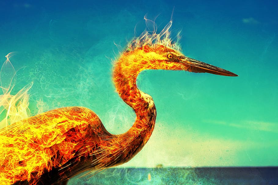 orange ostrich digital wallpaper, phoenix, flames, heron, bird, HD wallpaper