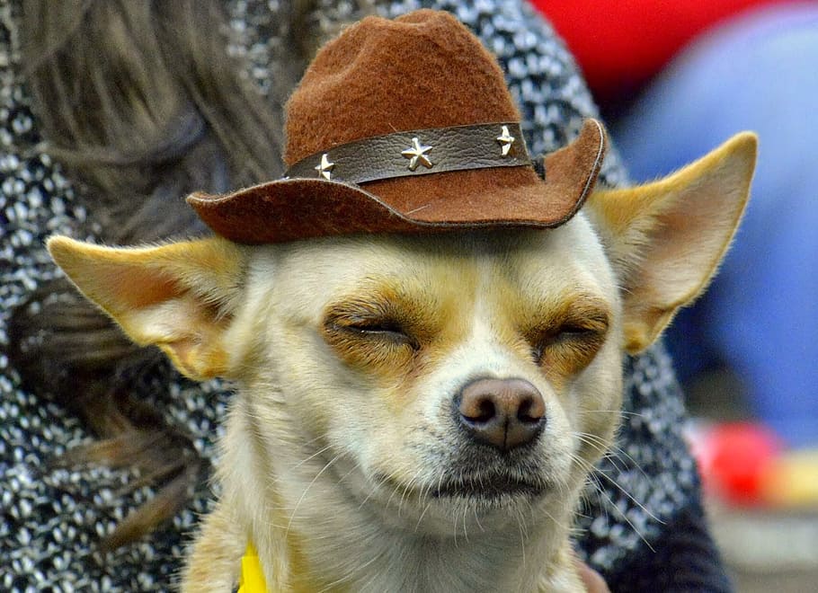 chihuahua wearing hat, Dog, Adorable, listen, funny, music obsessives
