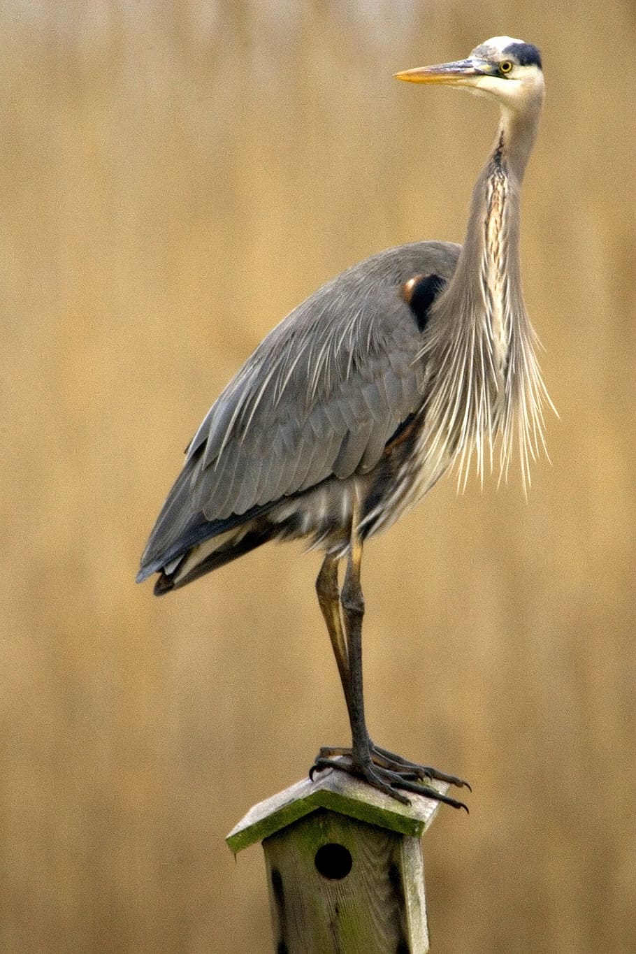 gray and white bird on birdhouse, heron, great, blue, waterfowl HD wallpaper