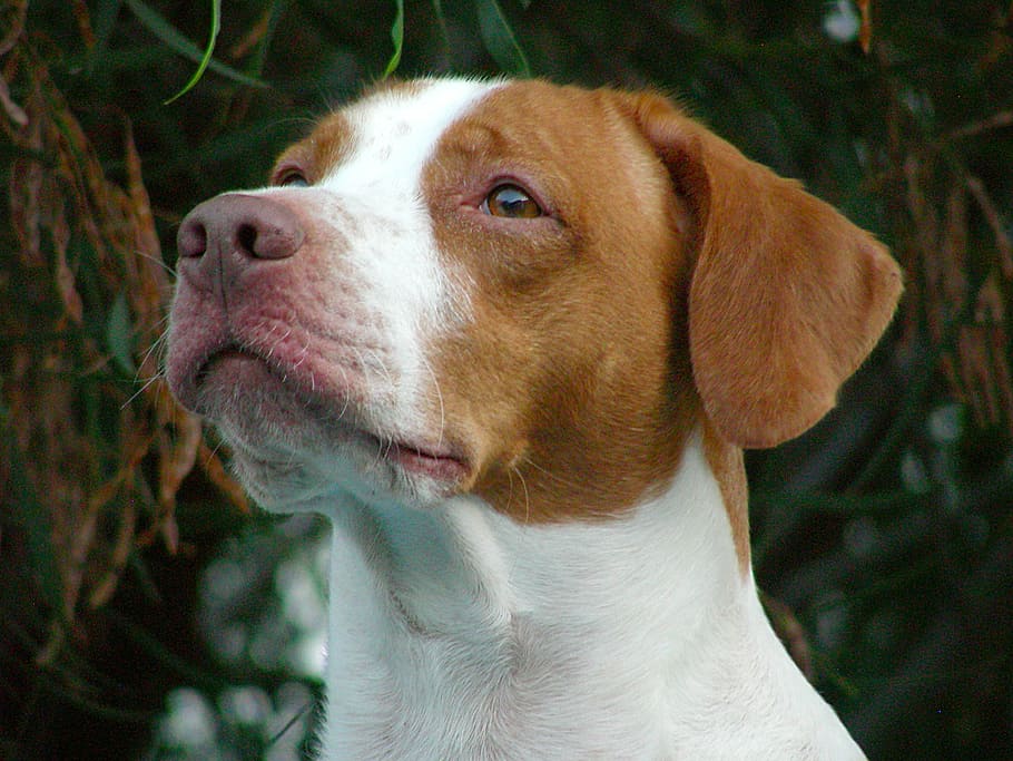 dog, pet, animals, one animal, pets, animal themes, domestic HD wallpaper